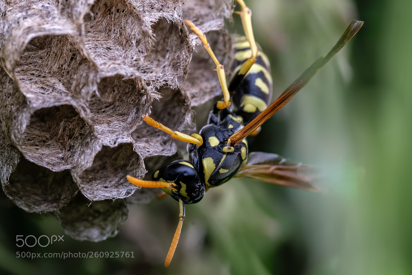 Fujifilm X-T2 sample photo. Wasp's nest photography