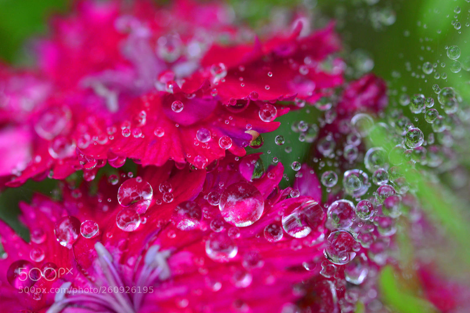 Nikon D3200 sample photo. Macro nature......natural flower photography