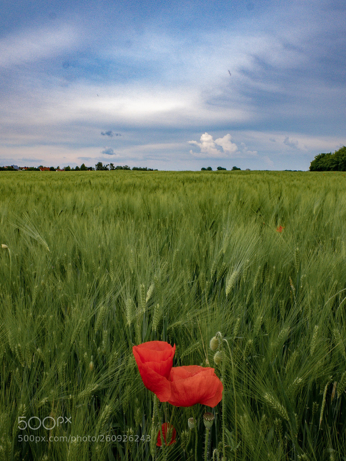 Panasonic Lumix DMC-GX85 (Lumix DMC-GX80 / Lumix DMC-GX7 Mark II) sample photo. Red poppy in the photography