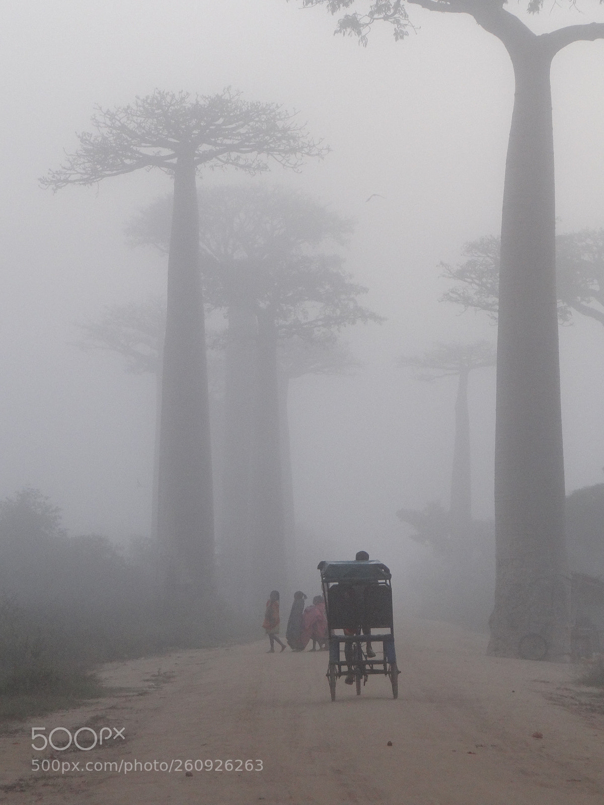 Sony DSC-HX200V sample photo. All e des baobab photography