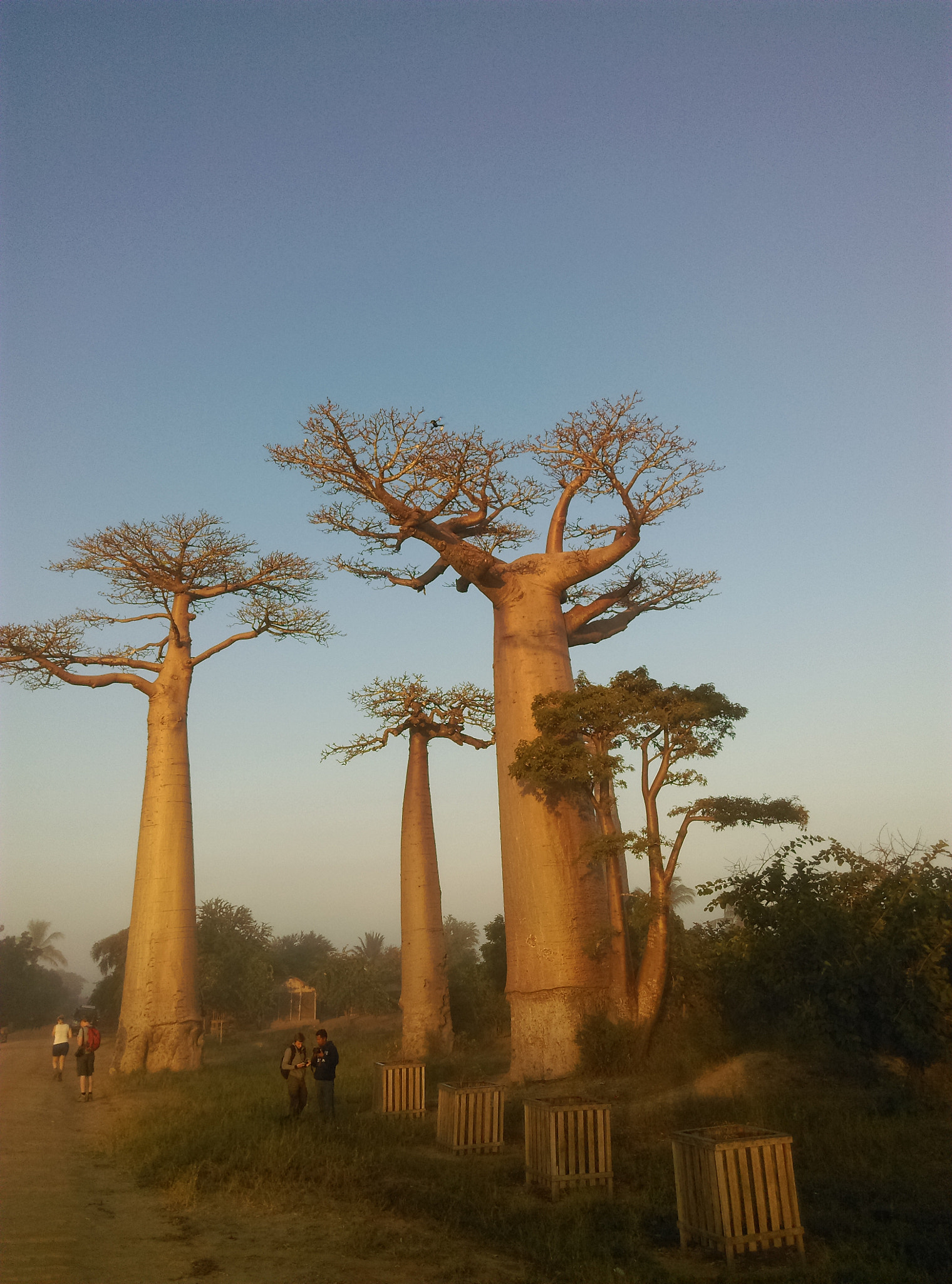 HTC DESIRE 650 sample photo. Allée des baobabs coucher de soleil photography