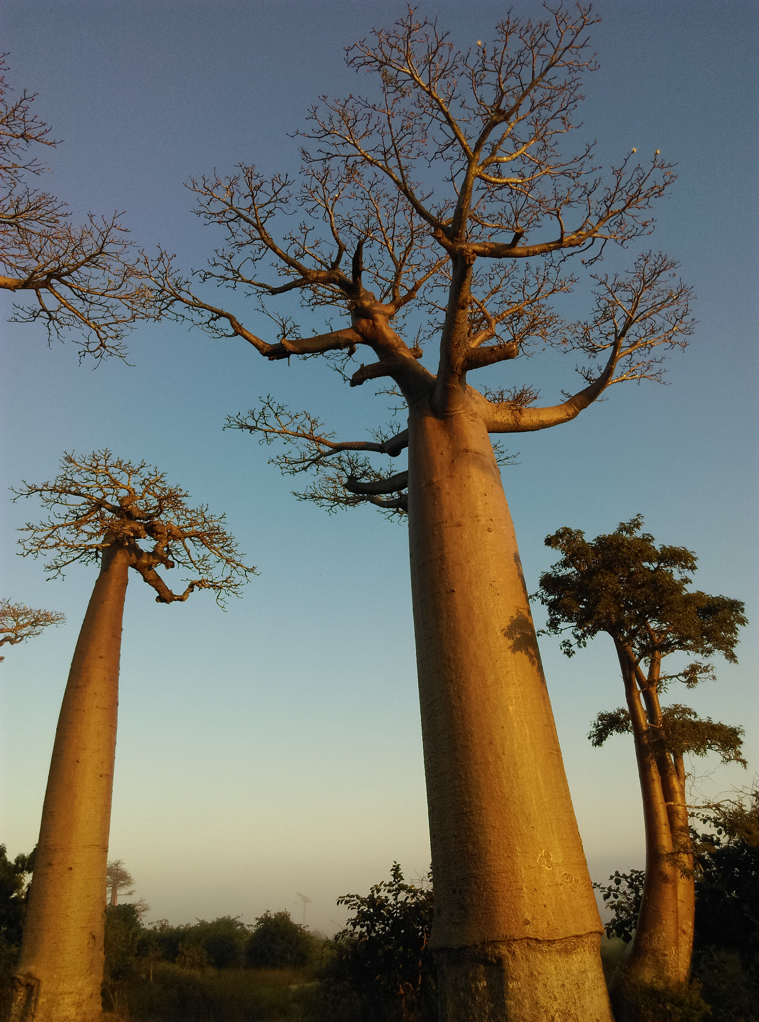 HTC DESIRE 650 sample photo. Allée des baobabs coucher de soleil photography