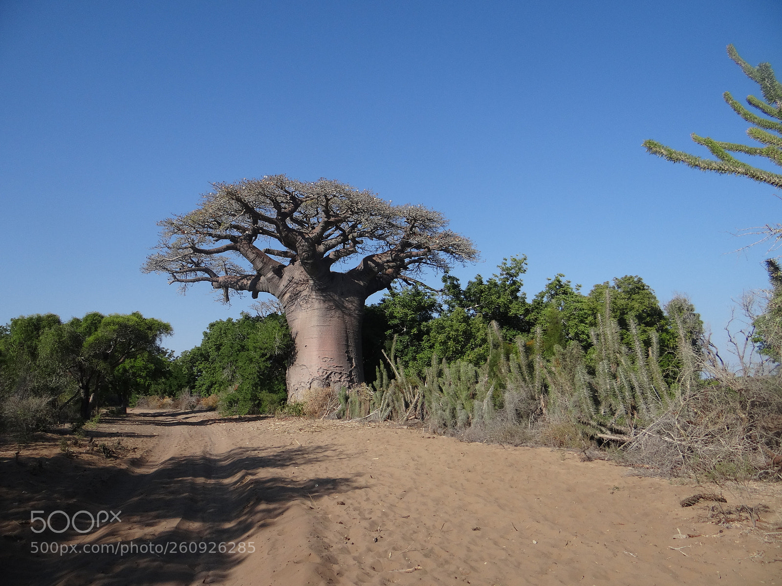 Sony DSC-HX200V sample photo. Baobab photography