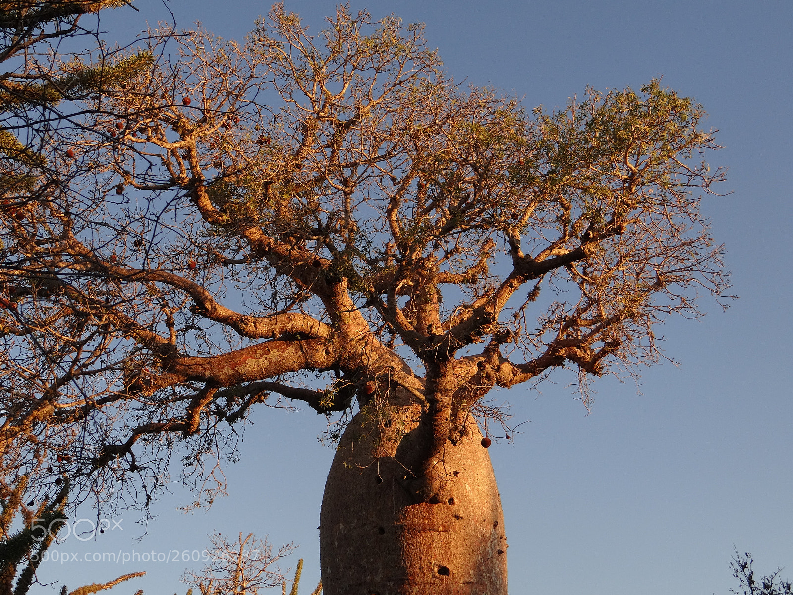 Sony DSC-HX200V sample photo. Baobab photography