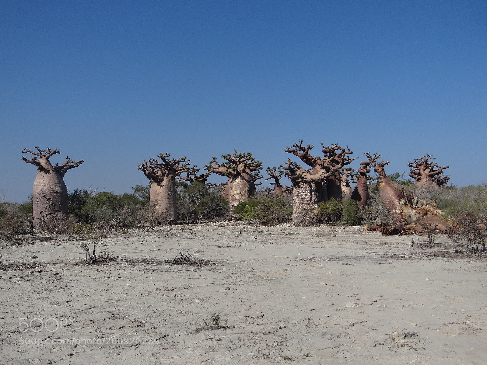 Sony DSC-HX200V sample photo. Foret de baobab photography