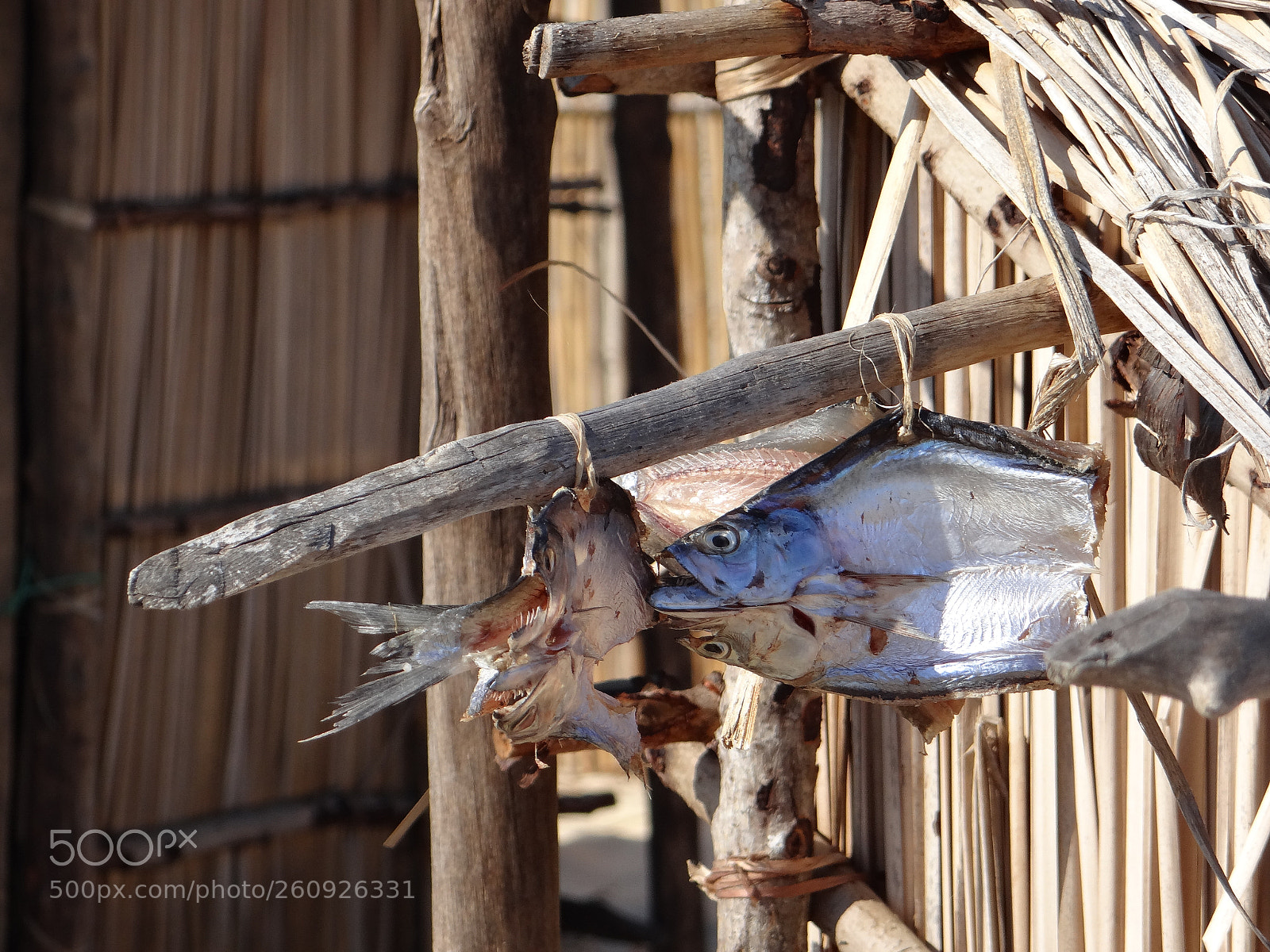 Sony DSC-HX200V sample photo. P cheur belo sur photography