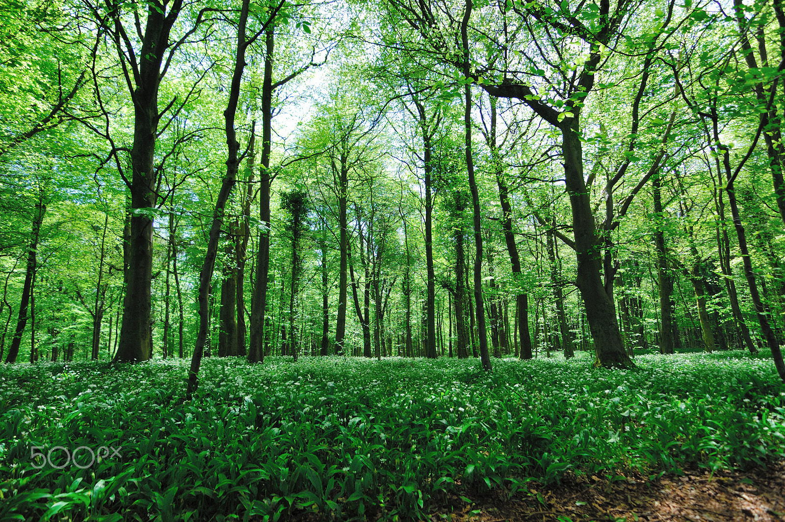 Tokina AT-X Pro 11-16mm F2.8 DX sample photo. Woodland peace photography