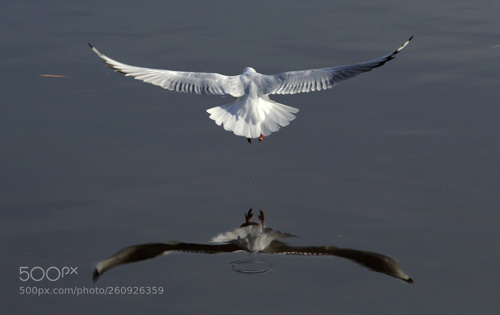Canon EOS 600D (Rebel EOS T3i / EOS Kiss X5) sample photo. Spread your wings photography