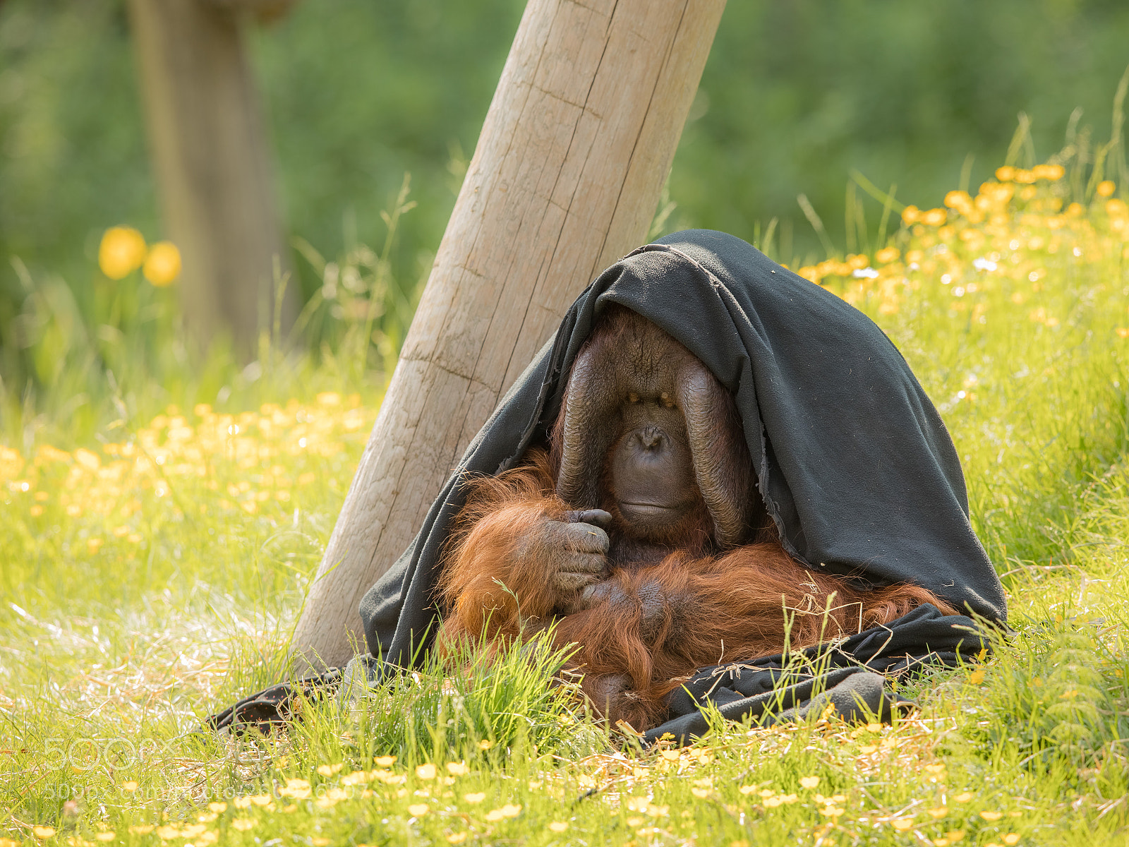 Canon EOS 5D Mark IV sample photo. Adult male bornean orangutan photography