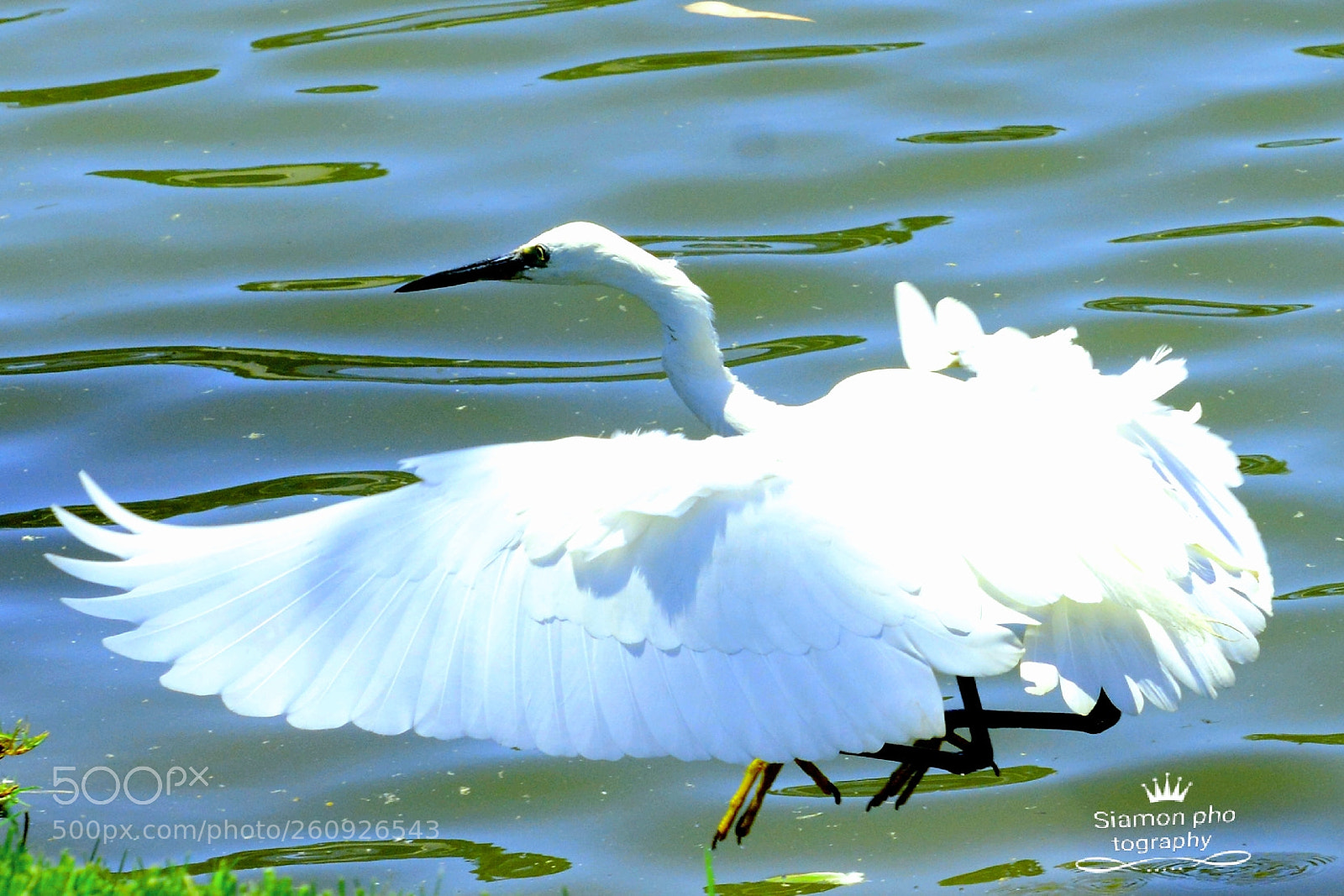 Nikon D7100 sample photo. Untitled photography