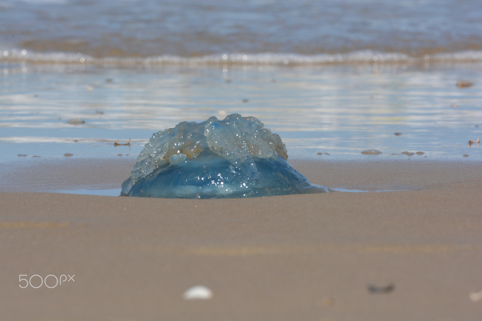 Sigma 150-600mm F5-6.3 DG OS HSM | C sample photo. Jellyfish photography