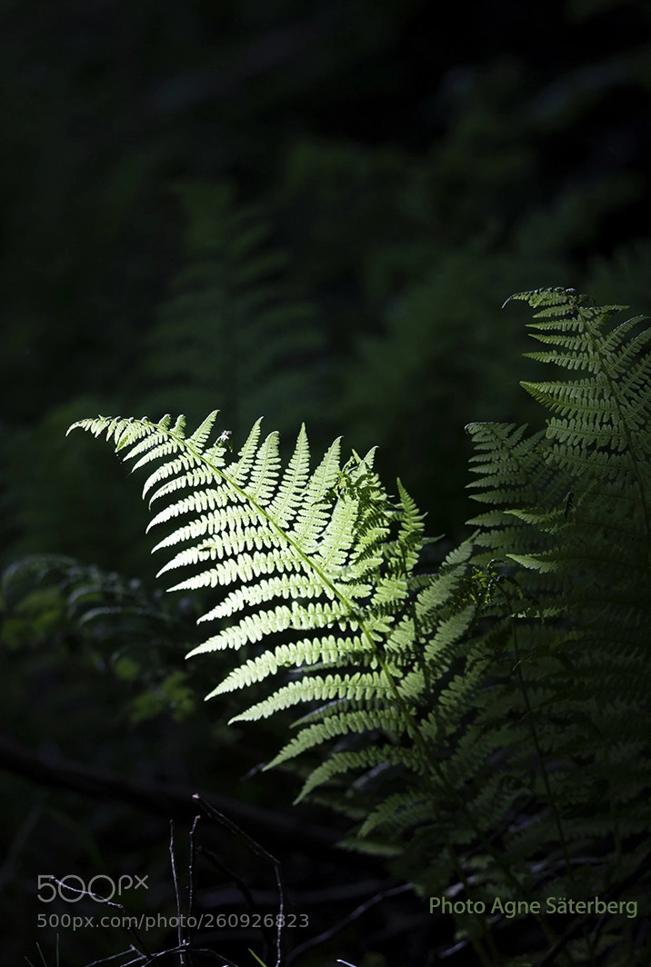 Canon EOS 5D Mark IV sample photo. Deep inside the forest photography