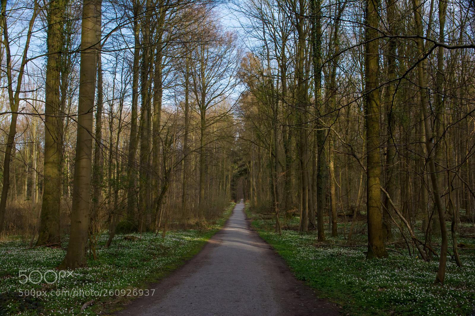 Nikon D5200 sample photo. A path in hallerbos. photography