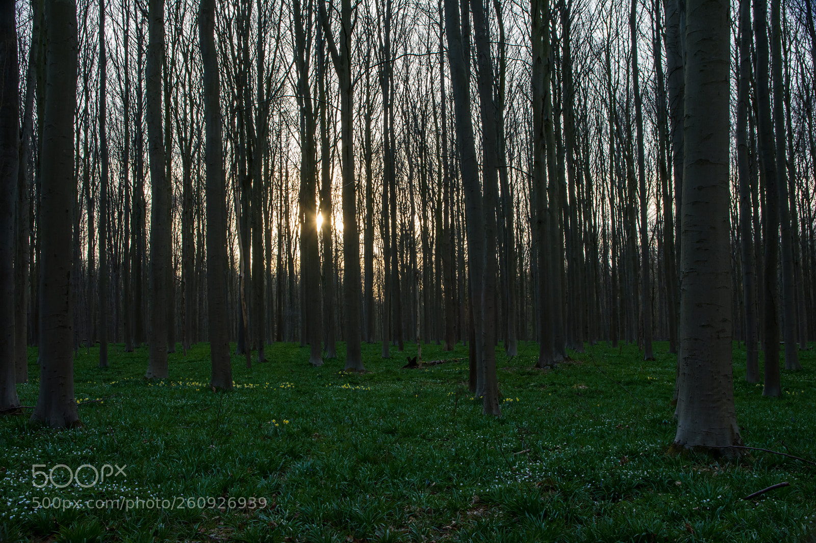 Nikon D5200 sample photo. Early spring in hallerbos. photography