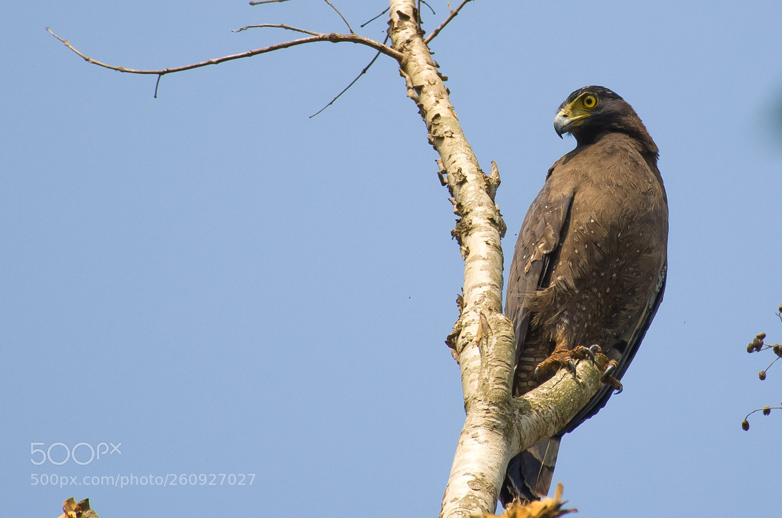 Nikon D7000 sample photo. Crested serpent eagle photography