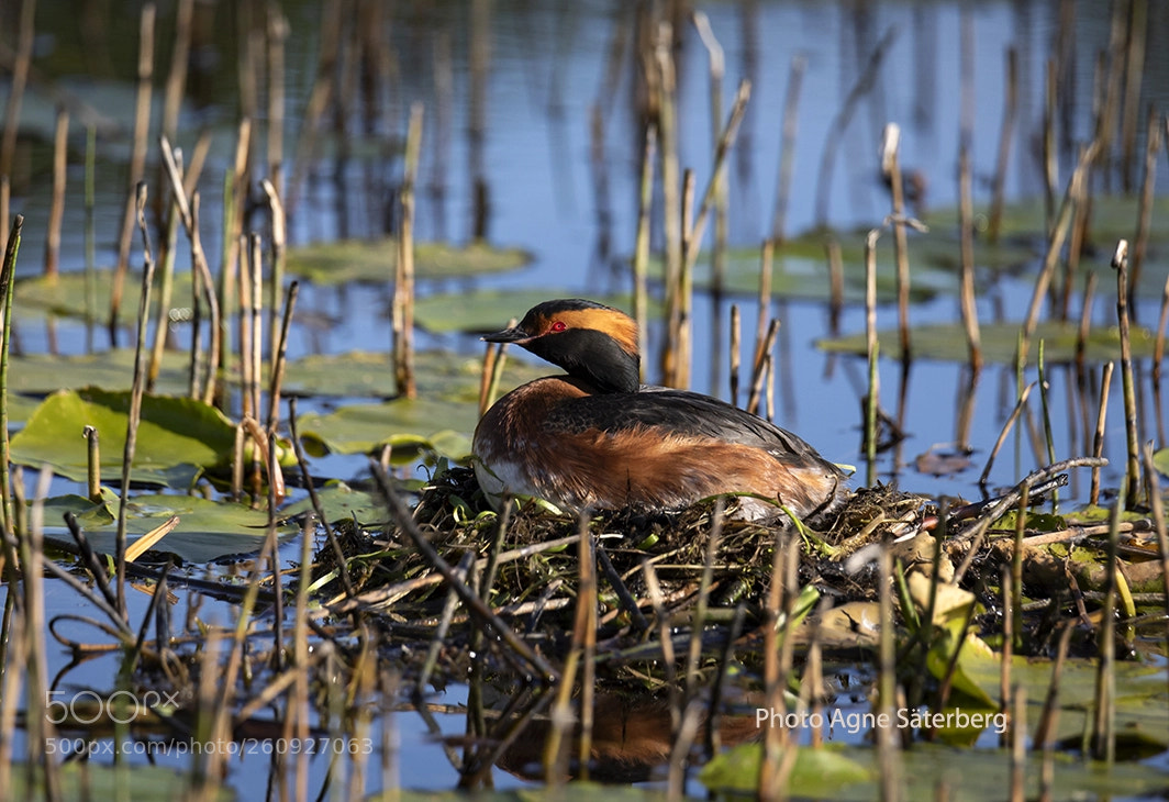 Canon EOS 5D Mark IV sample photo. A wonderful little bird photography