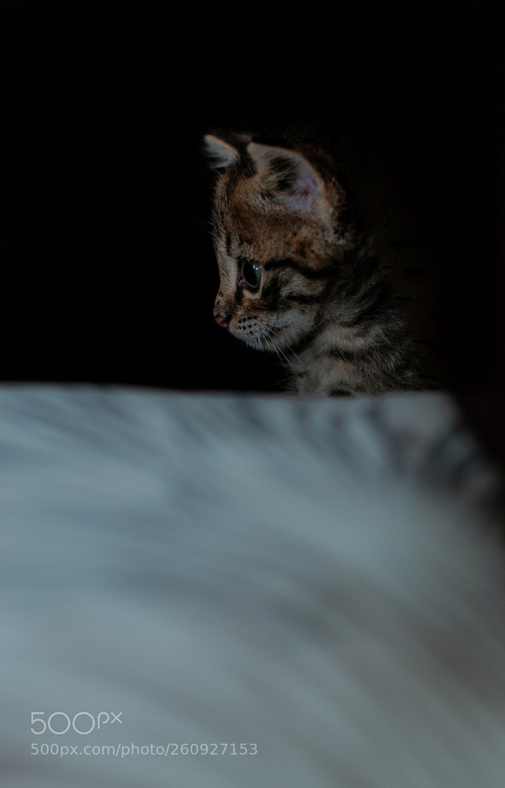 Nikon D5300 sample photo. Glance photography