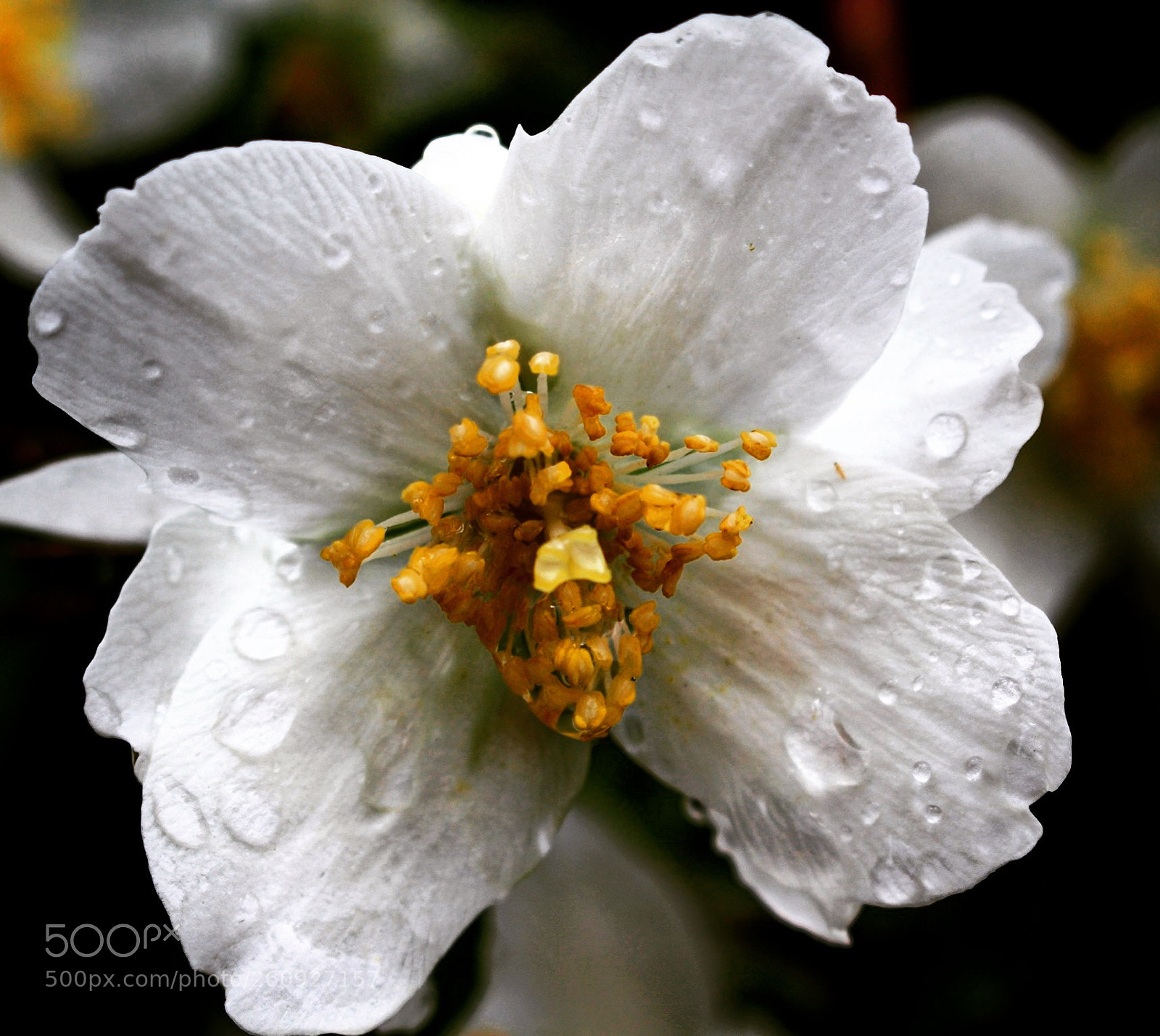 Canon EOS 100D (EOS Rebel SL1 / EOS Kiss X7) sample photo. Blossom photography
