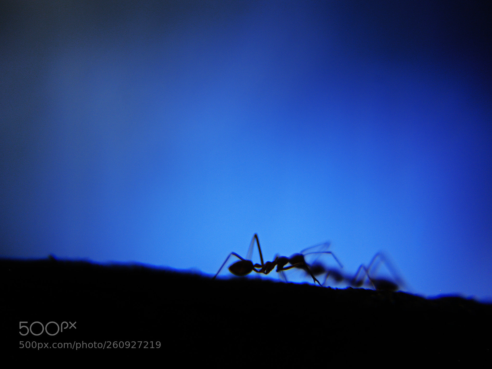 Canon EOS 6D sample photo. Ants in the sky. photography