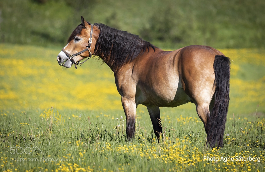 Canon EOS 5D Mark IV sample photo. Horse out in the photography