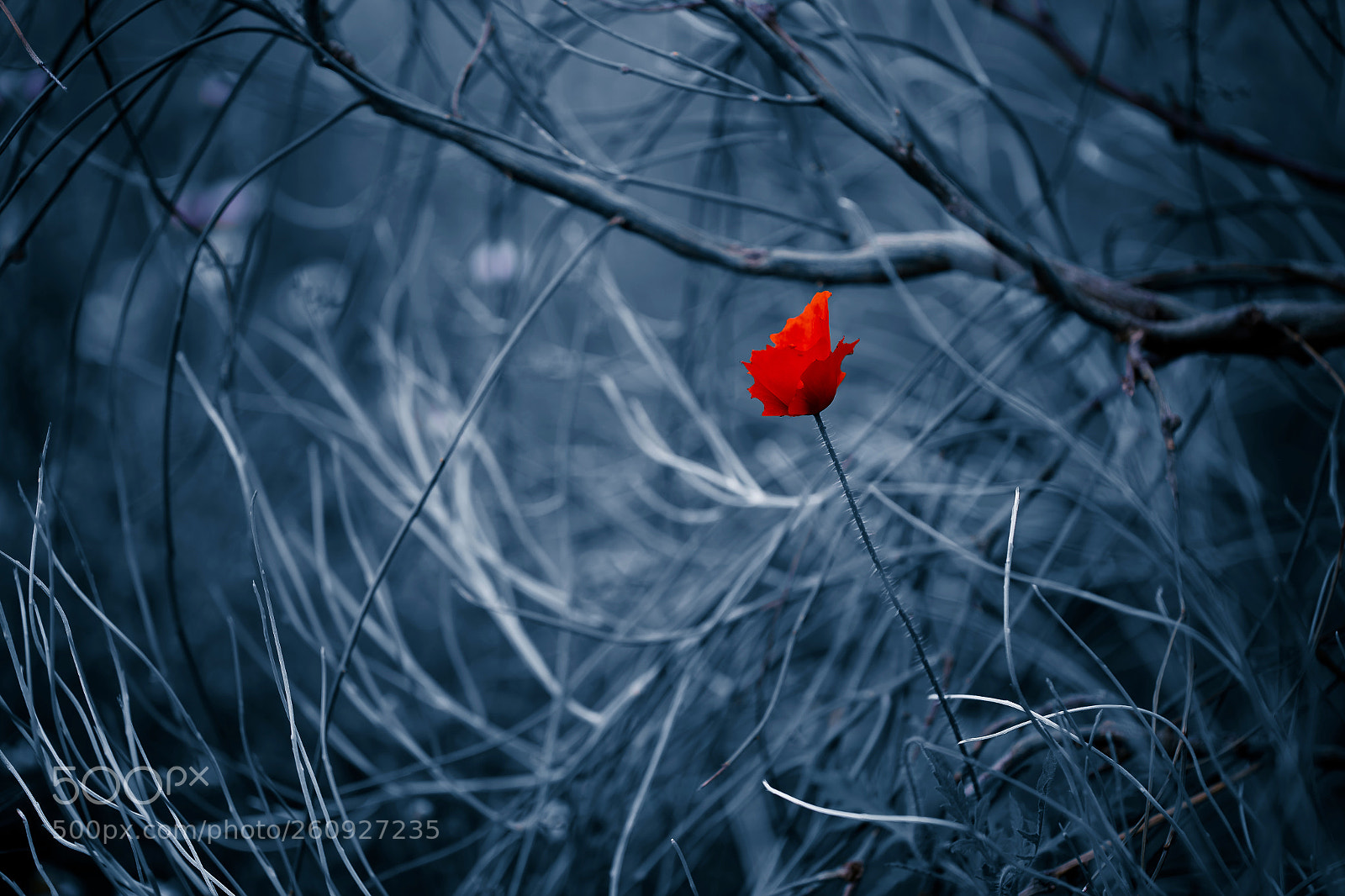 Canon EOS 6D sample photo. Rouge photography
