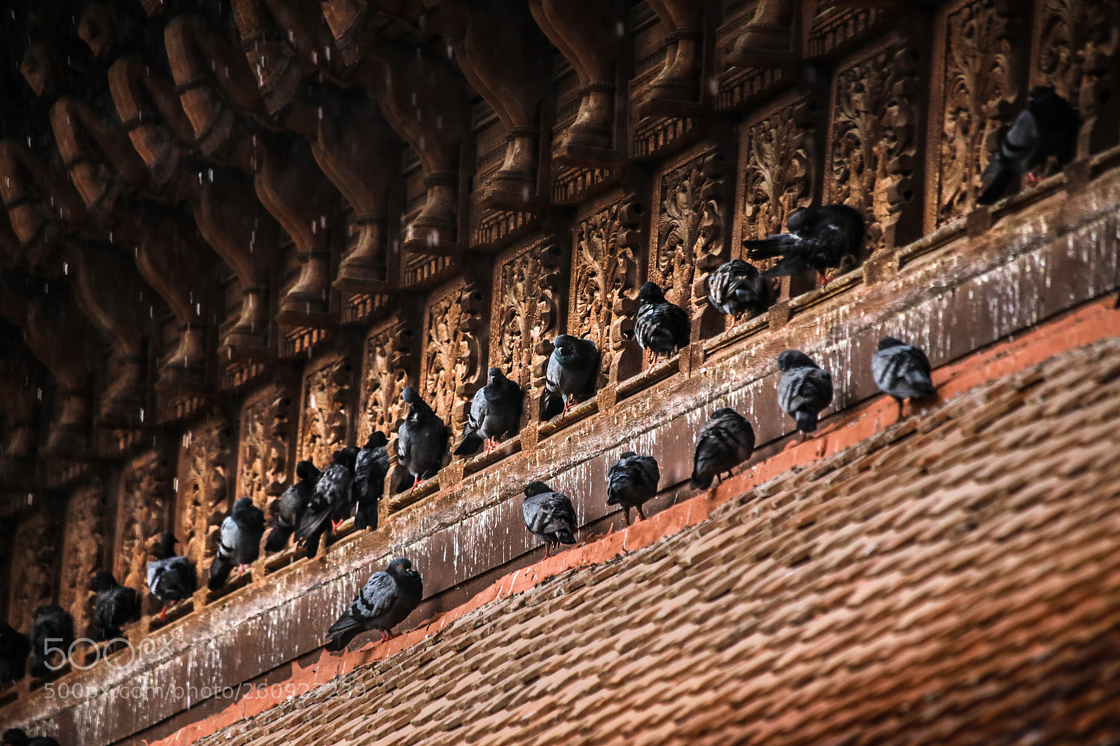 Canon EOS 6D sample photo. The pigeons photography