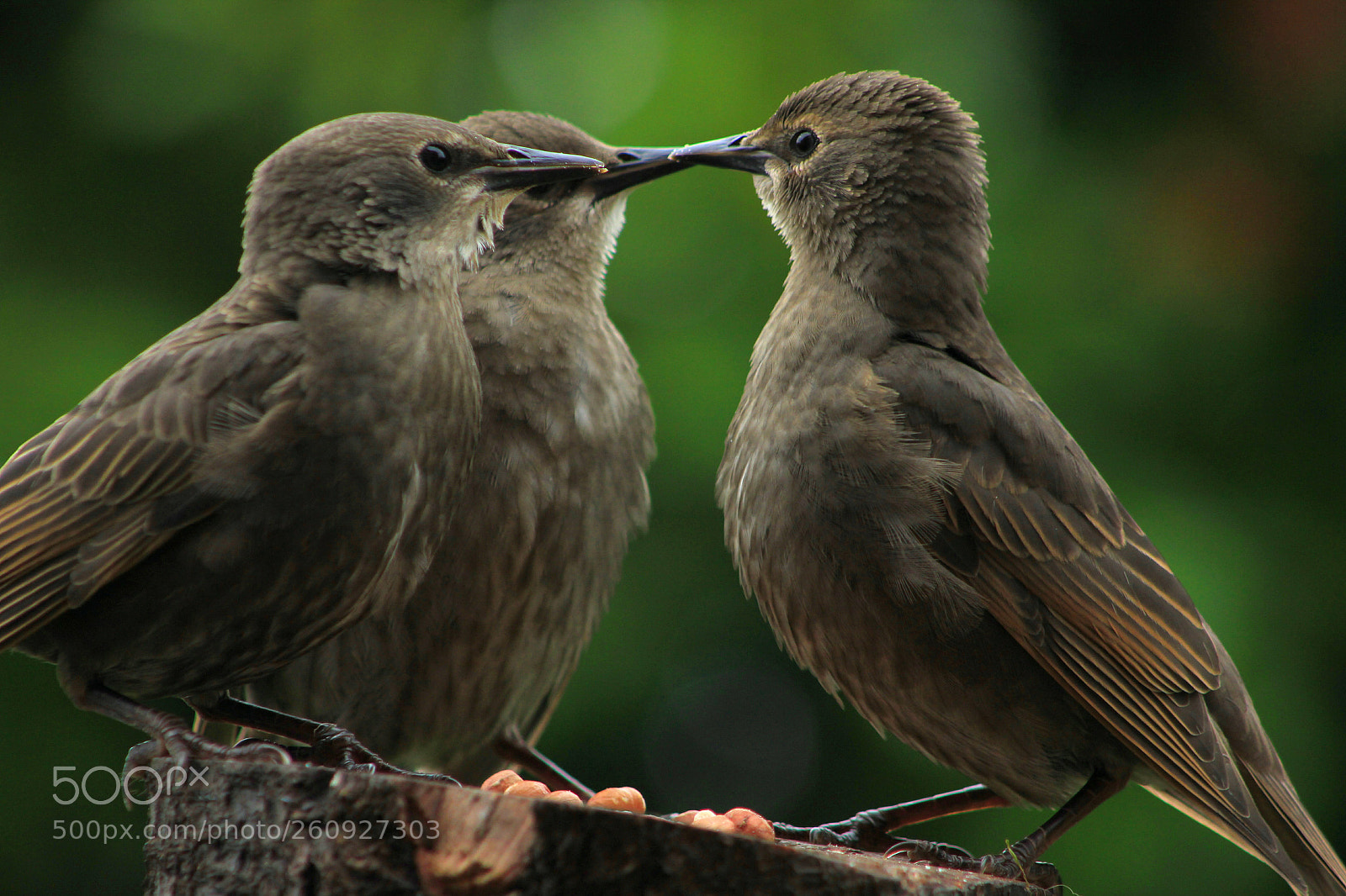 Canon EOS 550D (EOS Rebel T2i / EOS Kiss X4) sample photo. Baby starlings photography