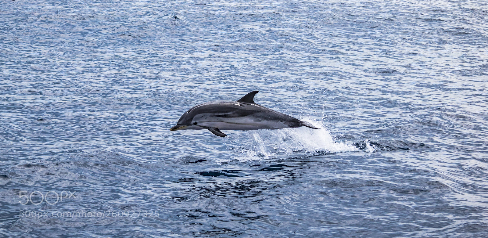 Canon EOS 750D (EOS Rebel T6i / EOS Kiss X8i) sample photo. Dolphins came to play photography
