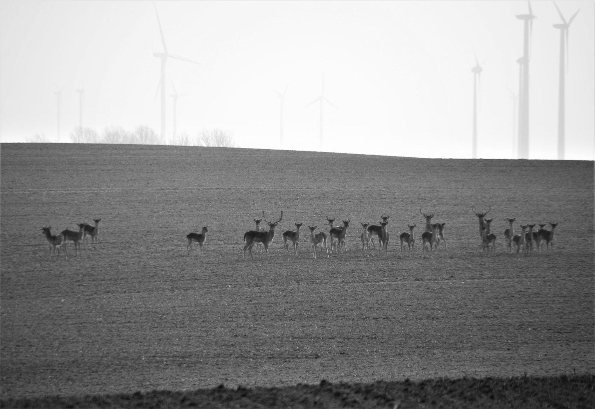 Nikon D40X sample photo. Technology against nature photography