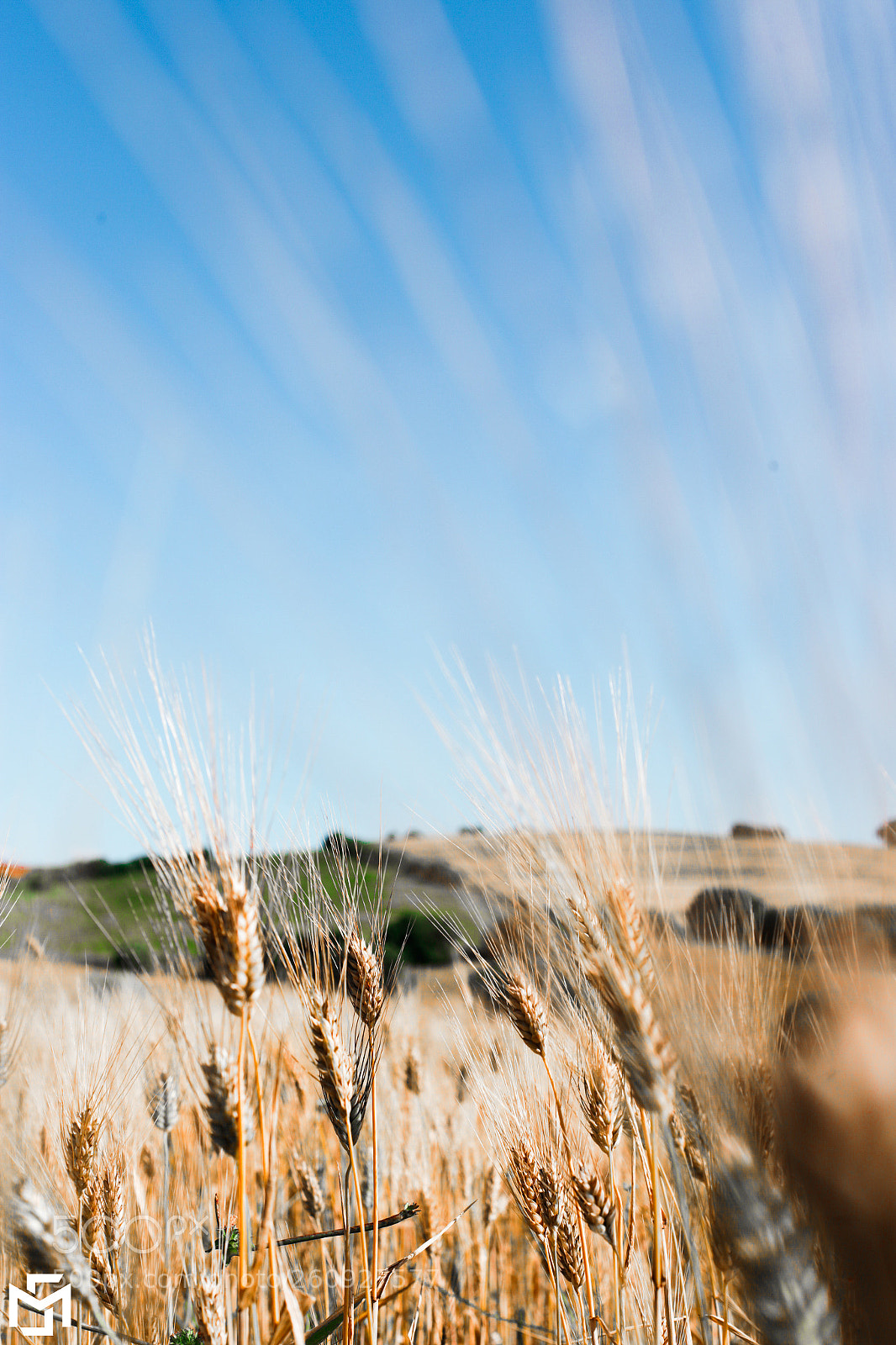 Canon EOS 6D sample photo. Wheat one of nature photography