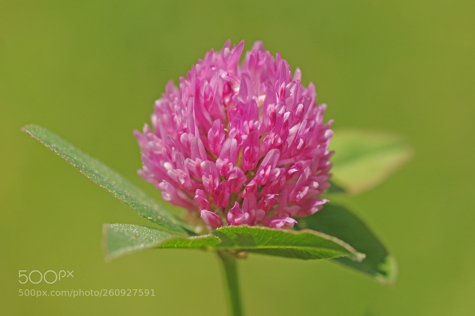 Pentax K-3 sample photo. Clover photography