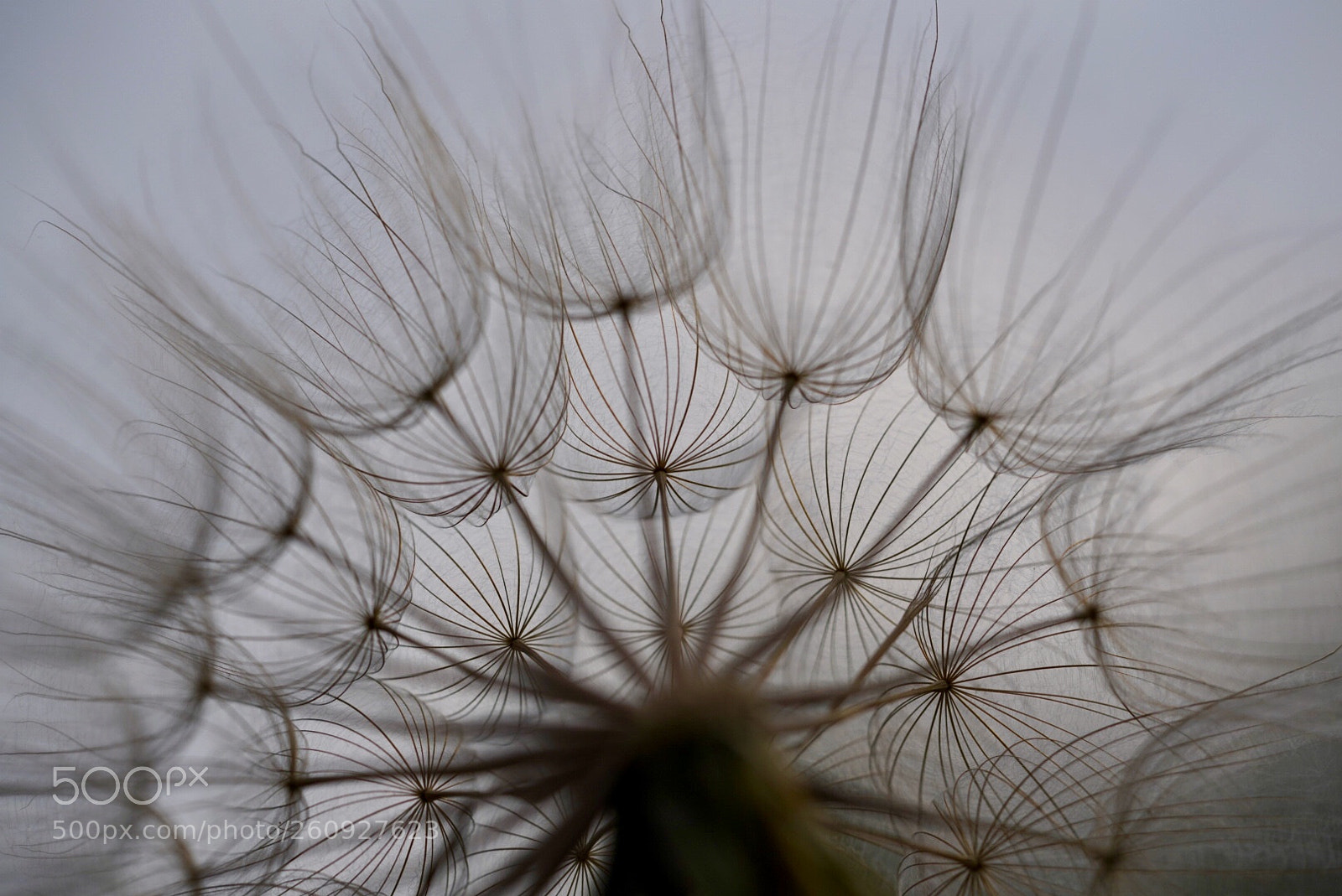 Sony a7R III sample photo. 鸦葱 photography