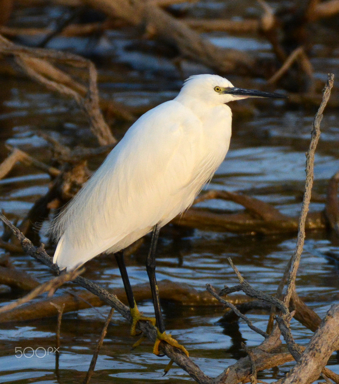 Sigma 150-600mm F5-6.3 DG OS HSM | C sample photo. I'm sooo white photography