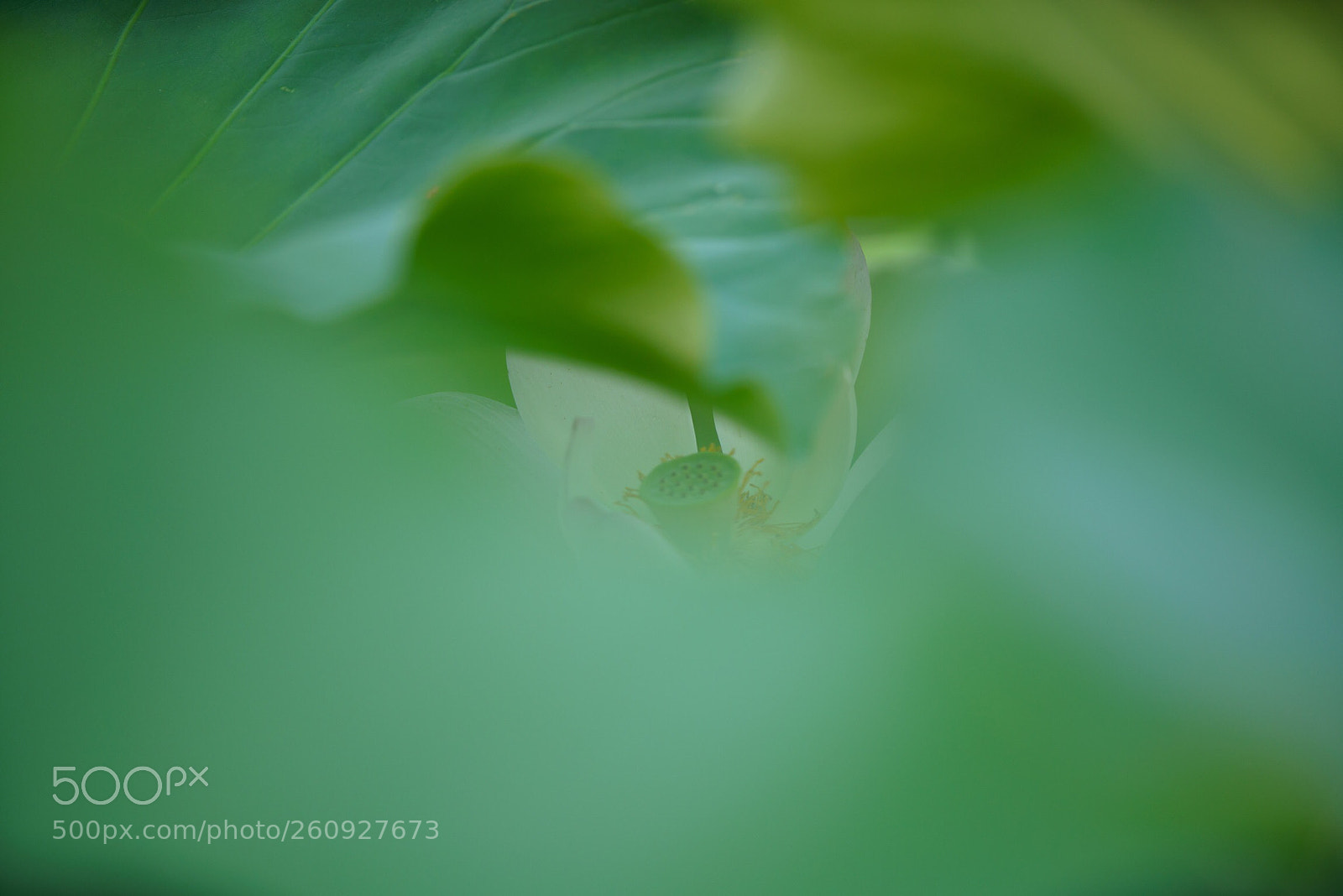 Sony a7R III sample photo. Untitled photography