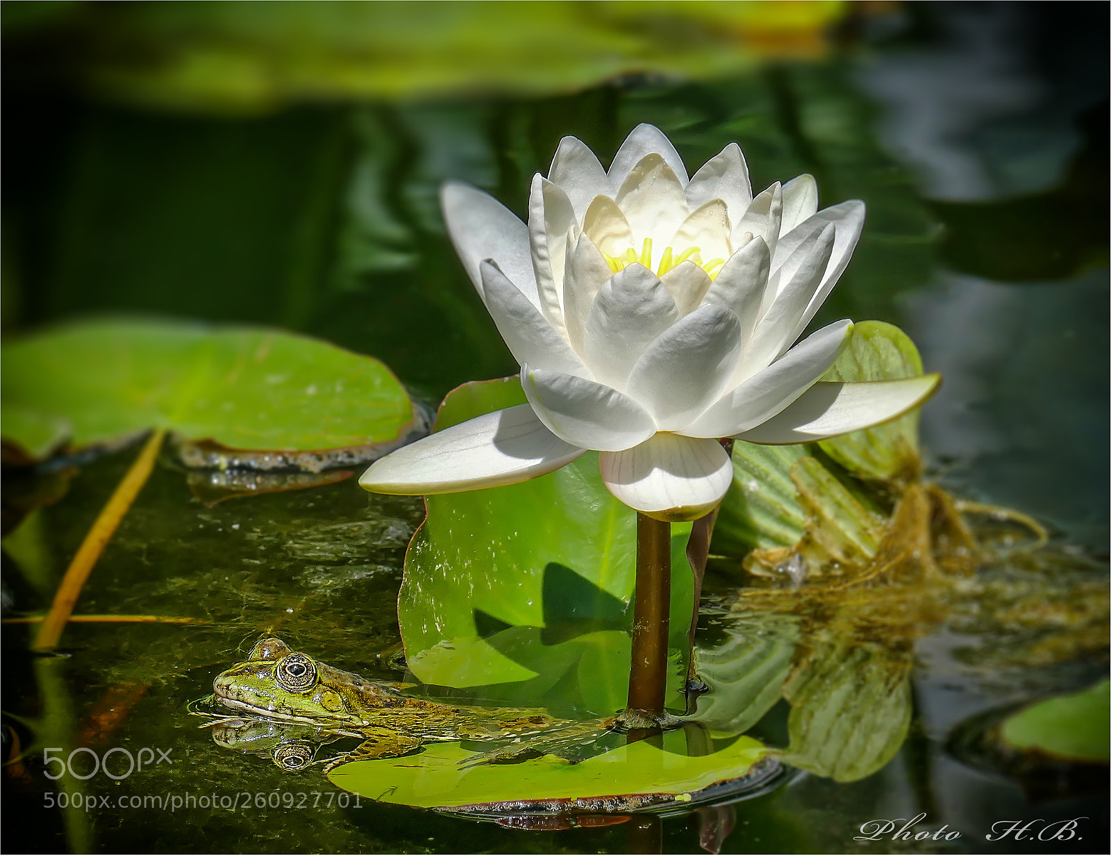 Panasonic Lumix DMC-FZ1000 sample photo. The waterlily and the photography