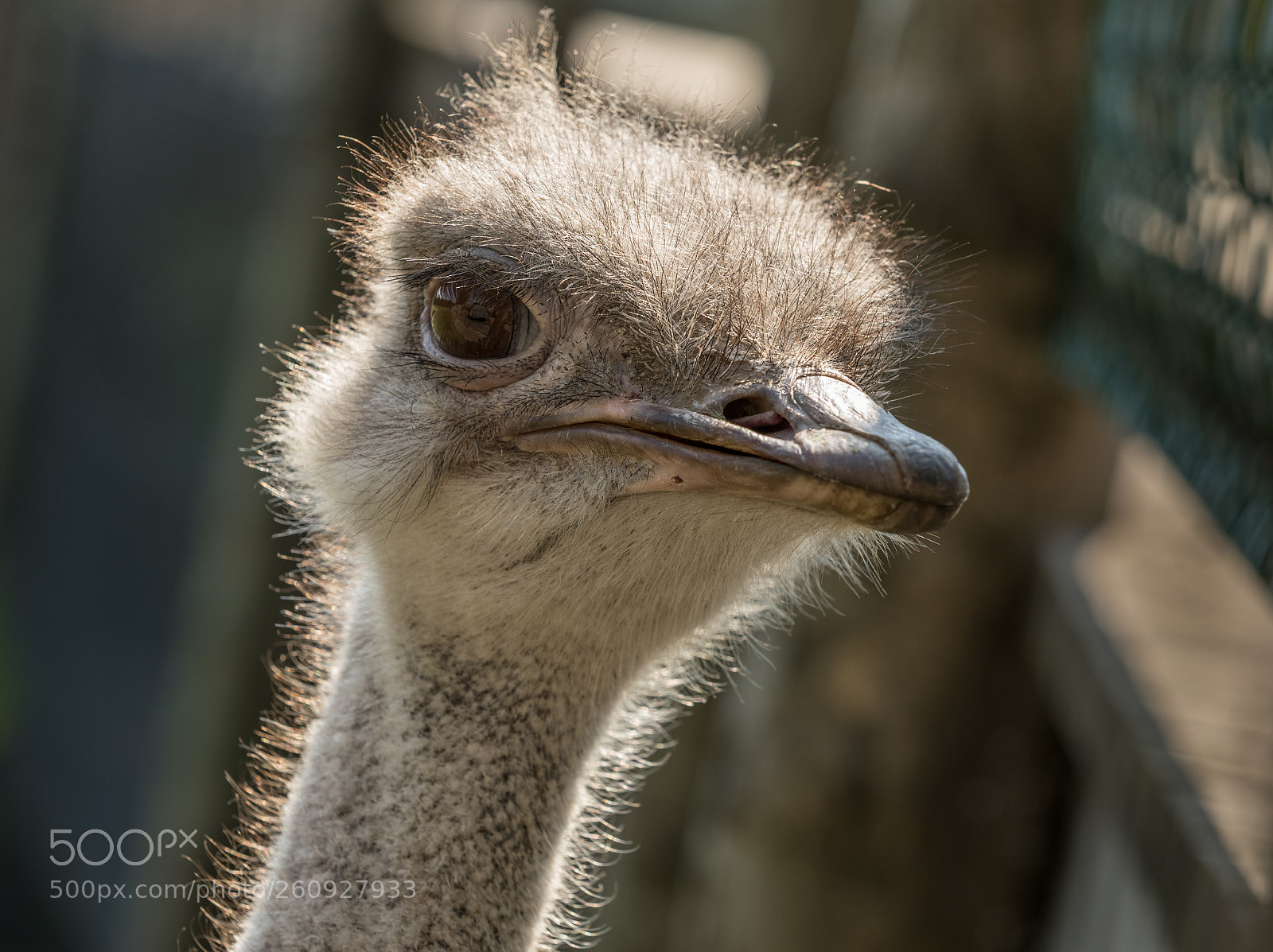 Canon EOS 5D Mark IV sample photo. Head of a female photography