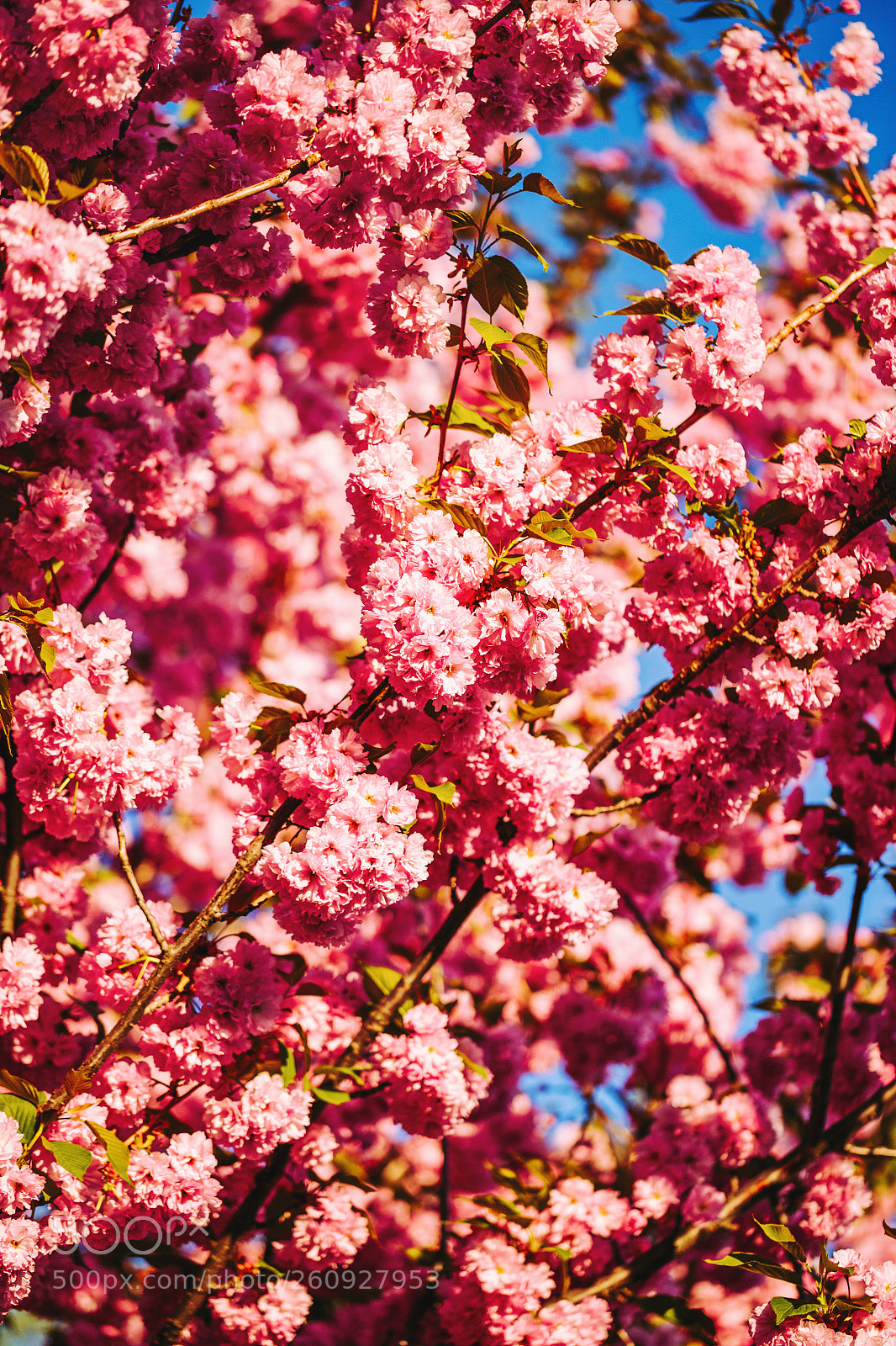 Canon EOS 6D sample photo. Blooming tree photography