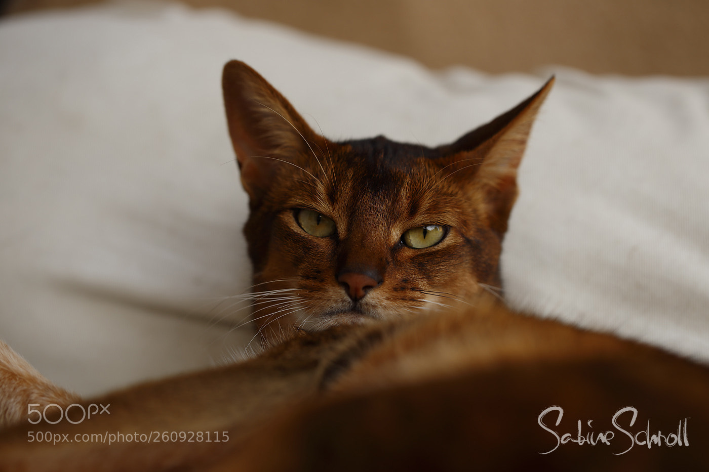 Canon EOS 6D sample photo. Windy whisper - what? photography
