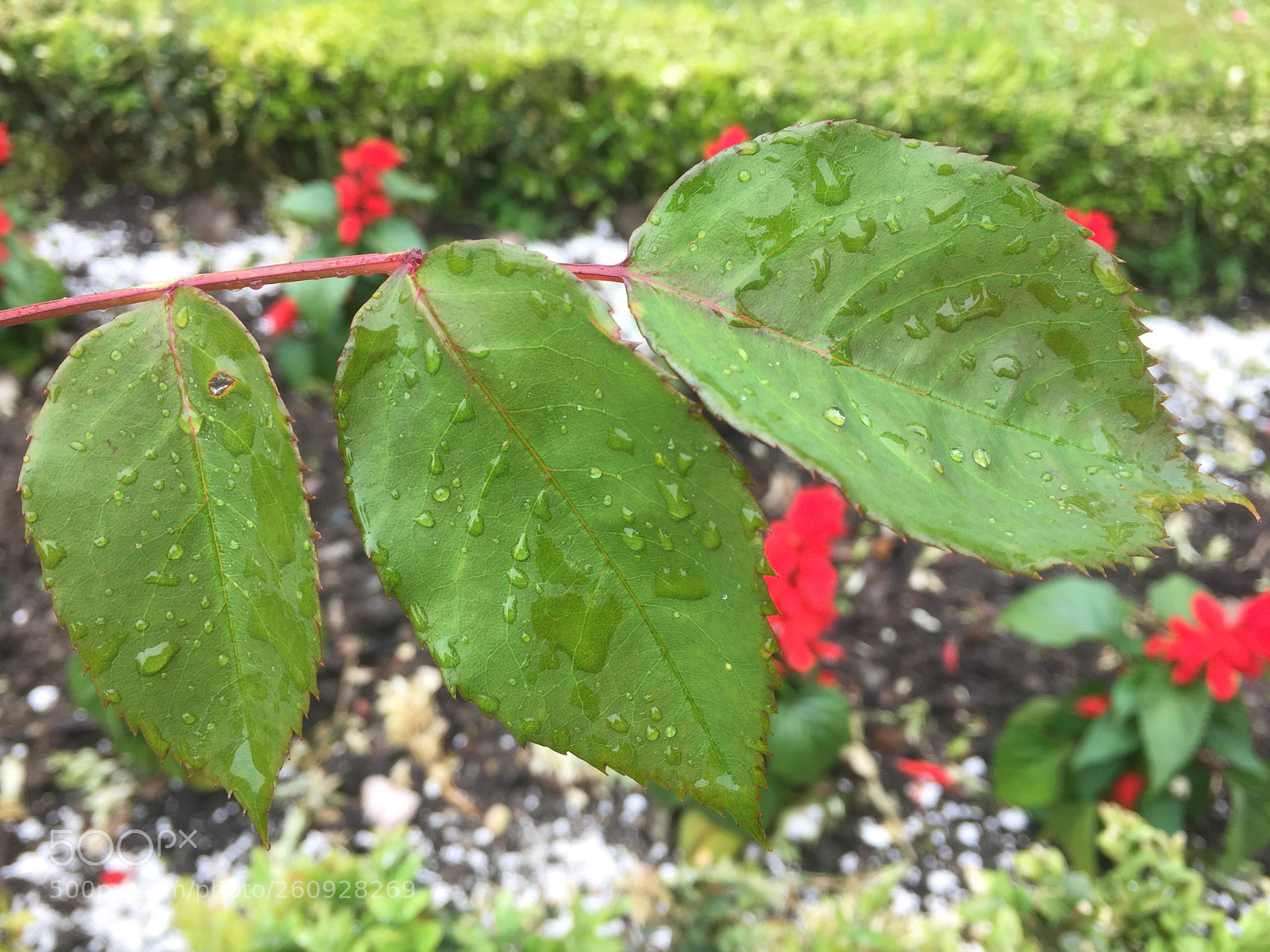 Apple iPhone 6 sample photo. Regla de los tres photography