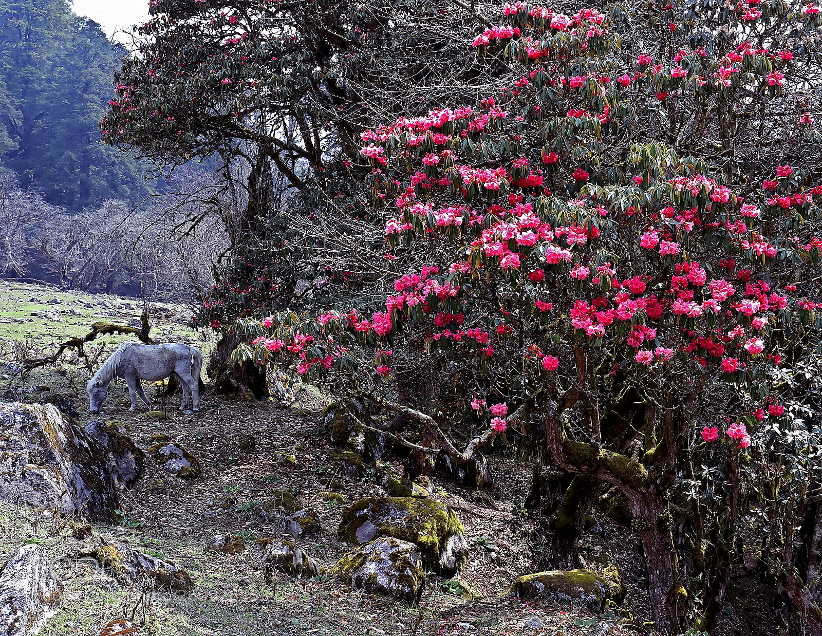 Canon EOS 5D Mark IV sample photo. Flowering himalayas photography