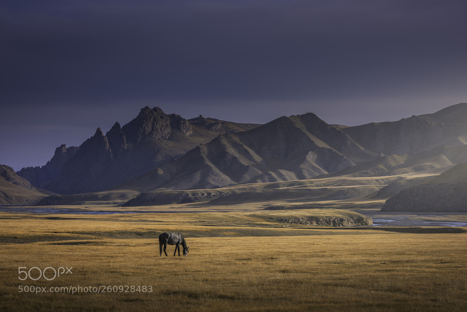 Nikon D810 sample photo. The horse_dsc0732.jpg photography