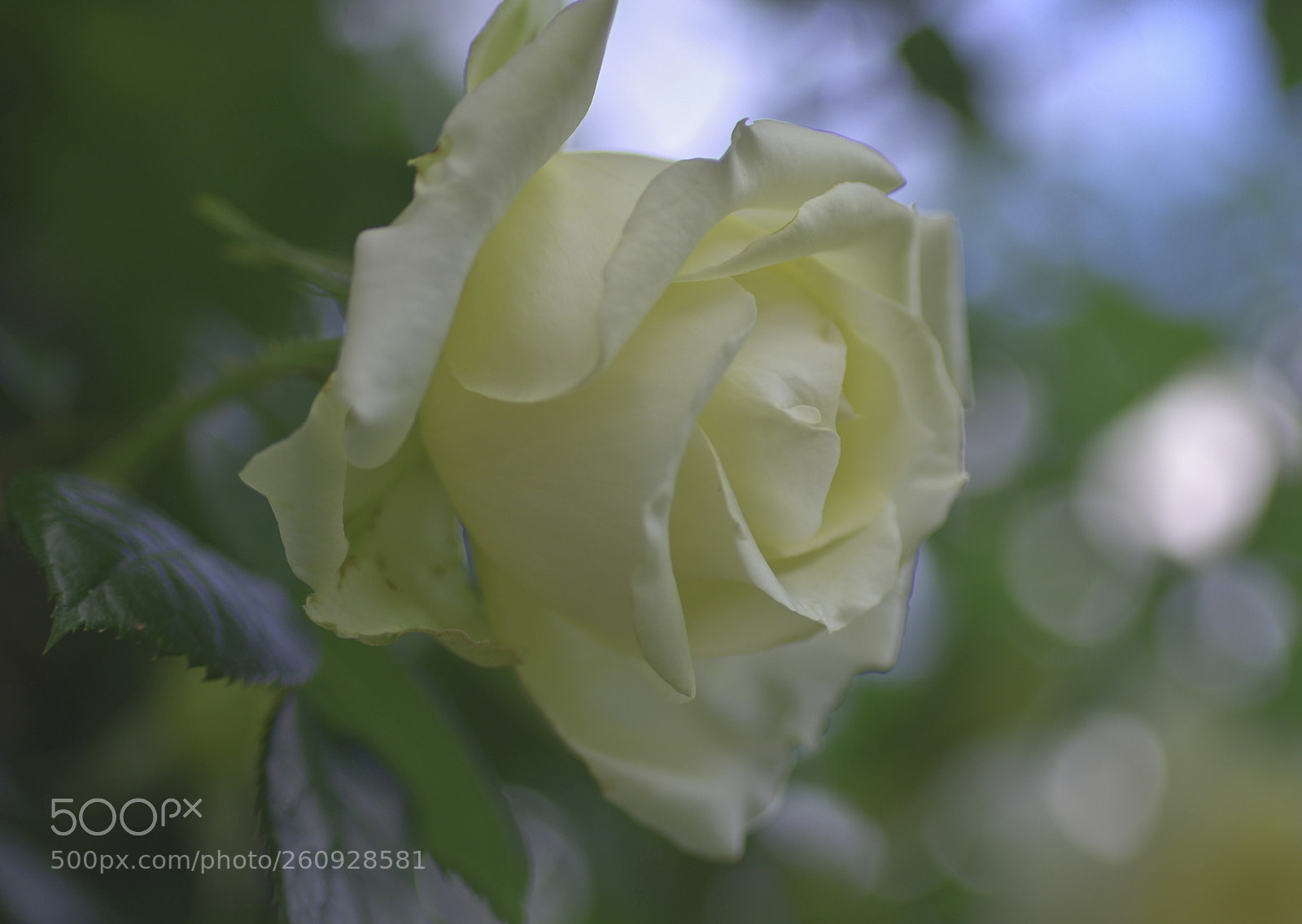 Pentax K-30 sample photo. The queen photography