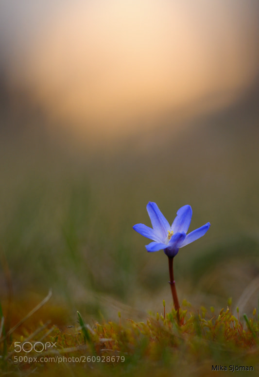 Nikon D300 sample photo. Spring photography