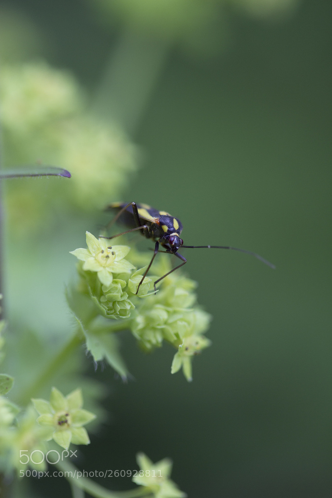 Canon EOS 60D sample photo. Gepunktete nesselwanze photography