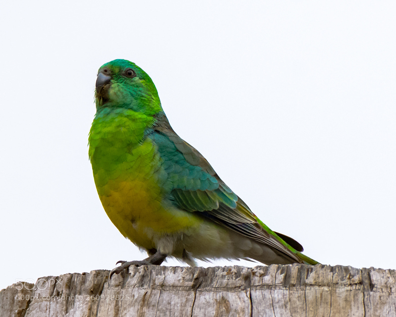 Nikon D7200 sample photo. Red-rumped parrot photography