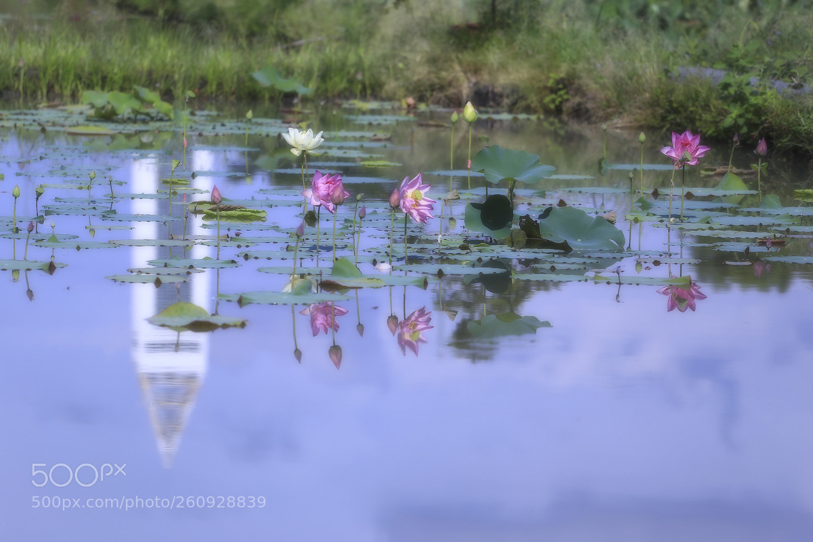 Canon EOS 6D sample photo. 荷花&101大樓倒影 photography