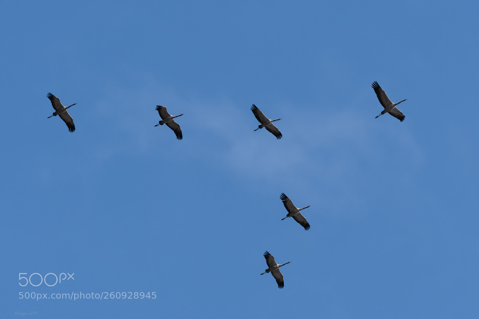 Nikon D500 sample photo. On the blue sky photography