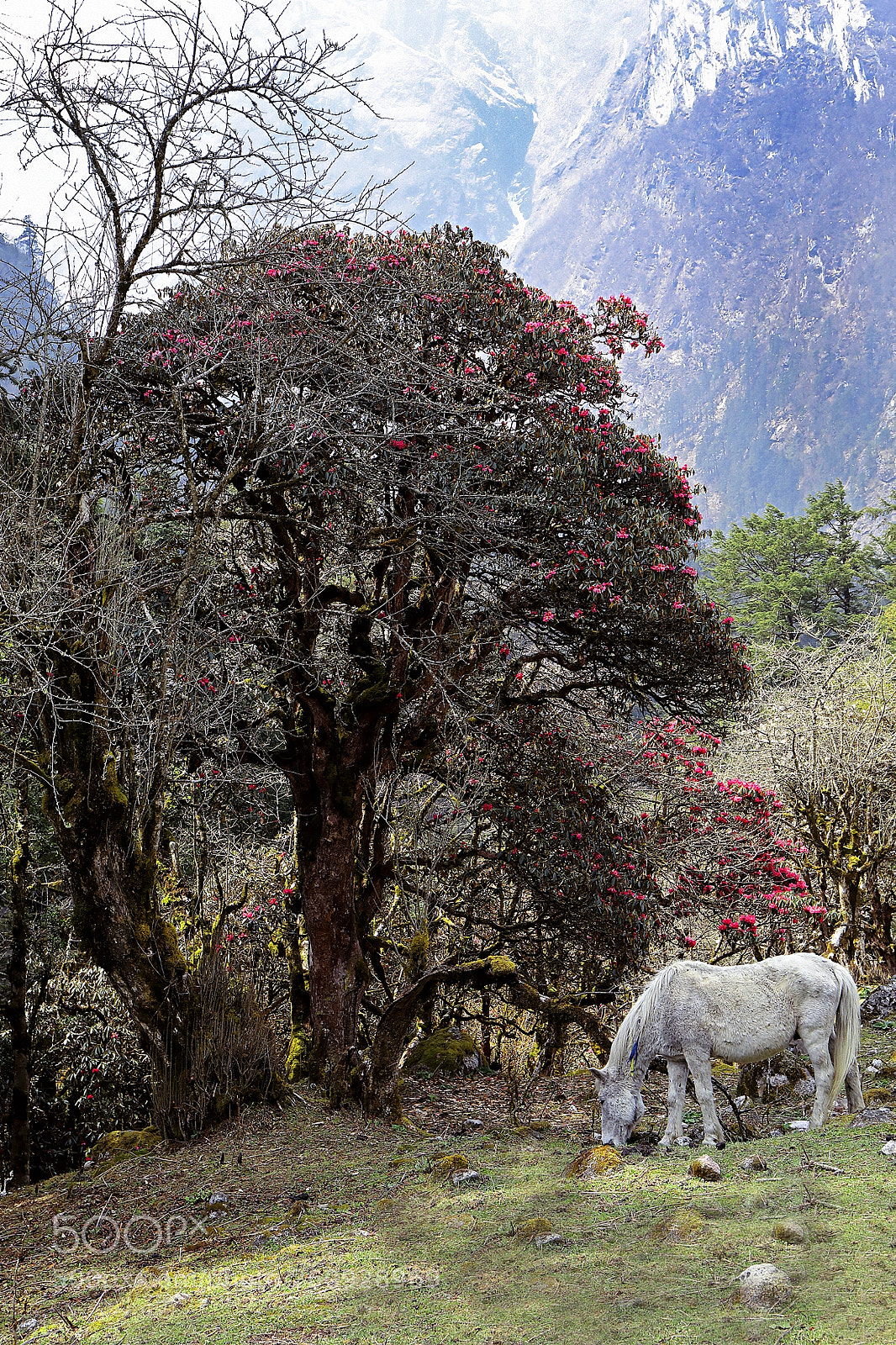 Canon EOS 5D Mark IV sample photo. Flowering himalayas photography