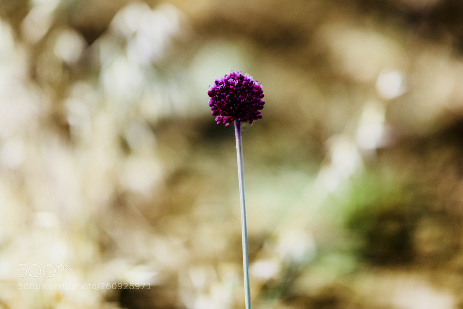 Canon EOS 5DS sample photo. Prelate photography