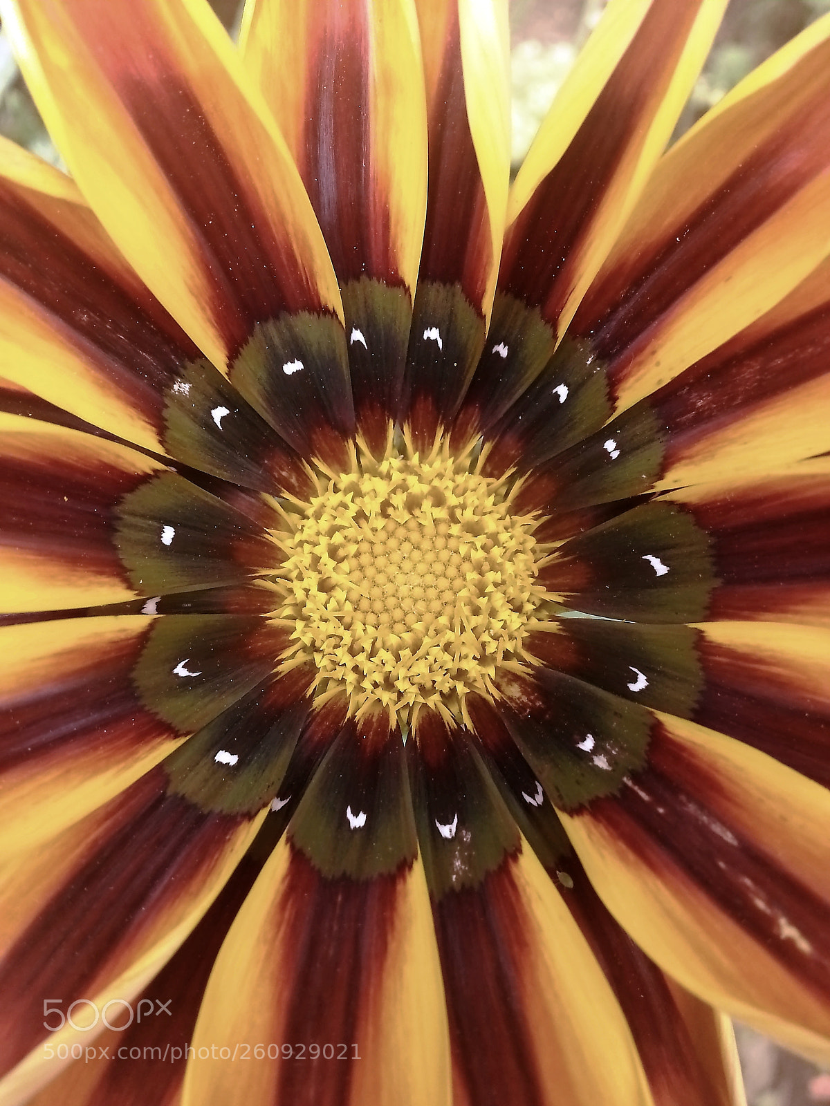 Samsung Galaxy S3 sample photo. Pppjj photography